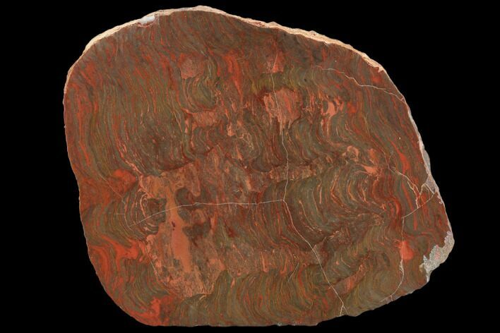 Polished Stromatolite (Inzeria) Section - Million Years #129179
